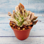 Echeveria Trumpet Pinky (Эхеверия)