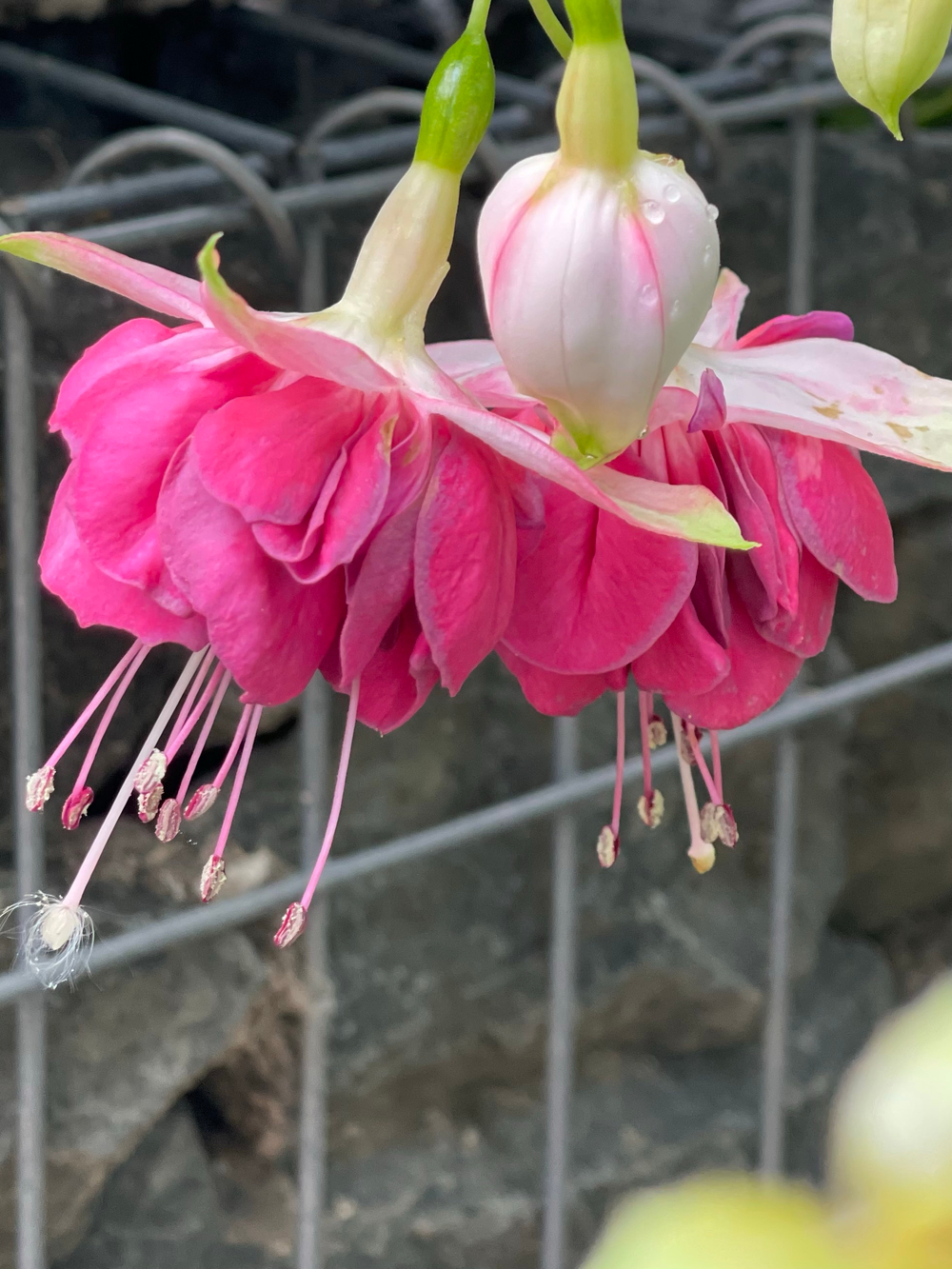 Фуксия Corneel Cornelis