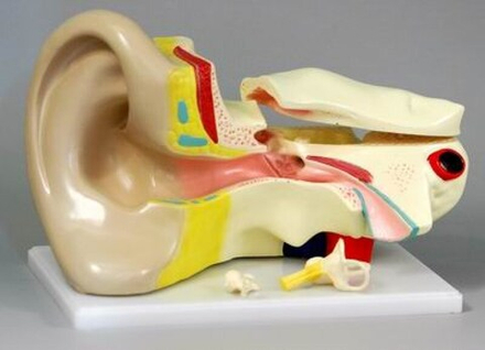 Модель Ухо человека