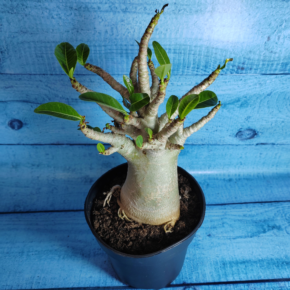 Adenium Baobab (Адениум)