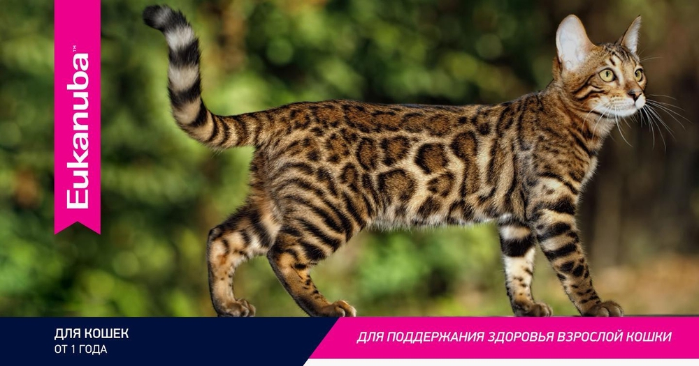 Eukanuba Adult Top Condition сбалансированный сухой корм для кошек 10 кг