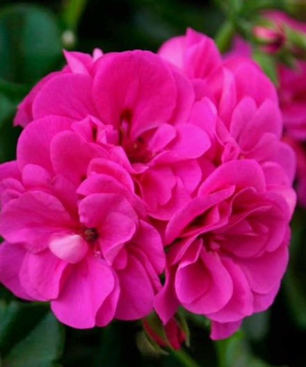 Пеларгония плющелистная Atlantic Fuchsia ОКС укорененный черенок