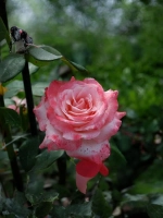 Роза чайно-гибридная Биг Эппл