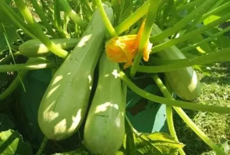 Технология выращивания кабачков: ключевые аспекты и советы для высокого урожая