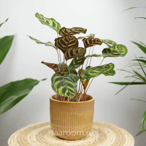 Калатея Макояна 12/40