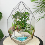 Готовый флорариум бонсай Кармона Цефей с озером