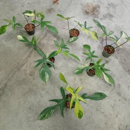 Филодендрон PEDATUM VAR