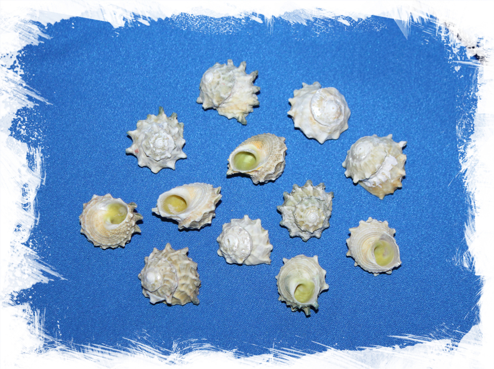 Ракушки  Астралиум Калкар, Турбо Калкар, Трохус Стелла, Astralium calcar