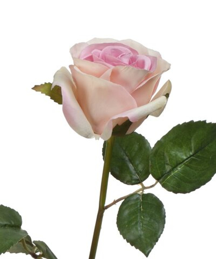 Роза Джулии нежно-розовая с кремовым, в-53 см
