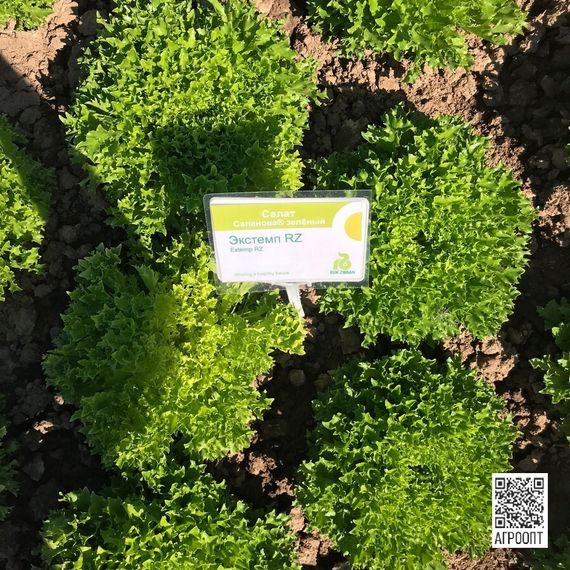 Экстемп семена салата листового (Rijk Zwaan / Райк Цваан) в поле – фото 6