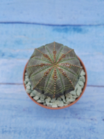Euphorbia Obesa (Эуфорбия)
