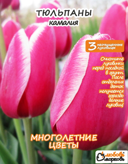 Тюльпан Луковица, Камалия, 3+шт