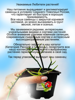 Рипсалис Линдберга суккулент ампельный кактус