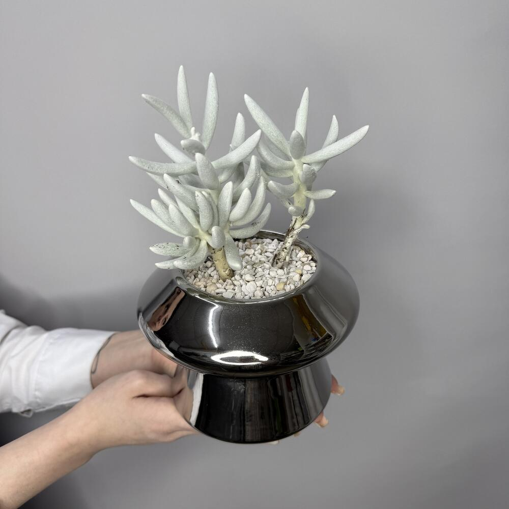 Крассула «Люмьер» суккулент в стильном кашпо