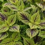 Колеус Gays Delight