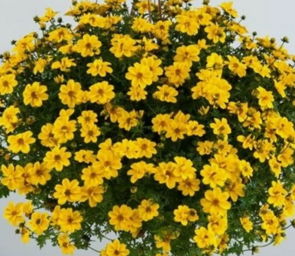 ЕВРО Биденс Yellow Sunshine укор черенок декабрь