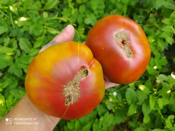 Кленовый сироп ( Le sirop D'érable) сорт томата