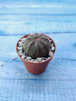 Суккулент Euphorbia Obesa (Эуфорбия)