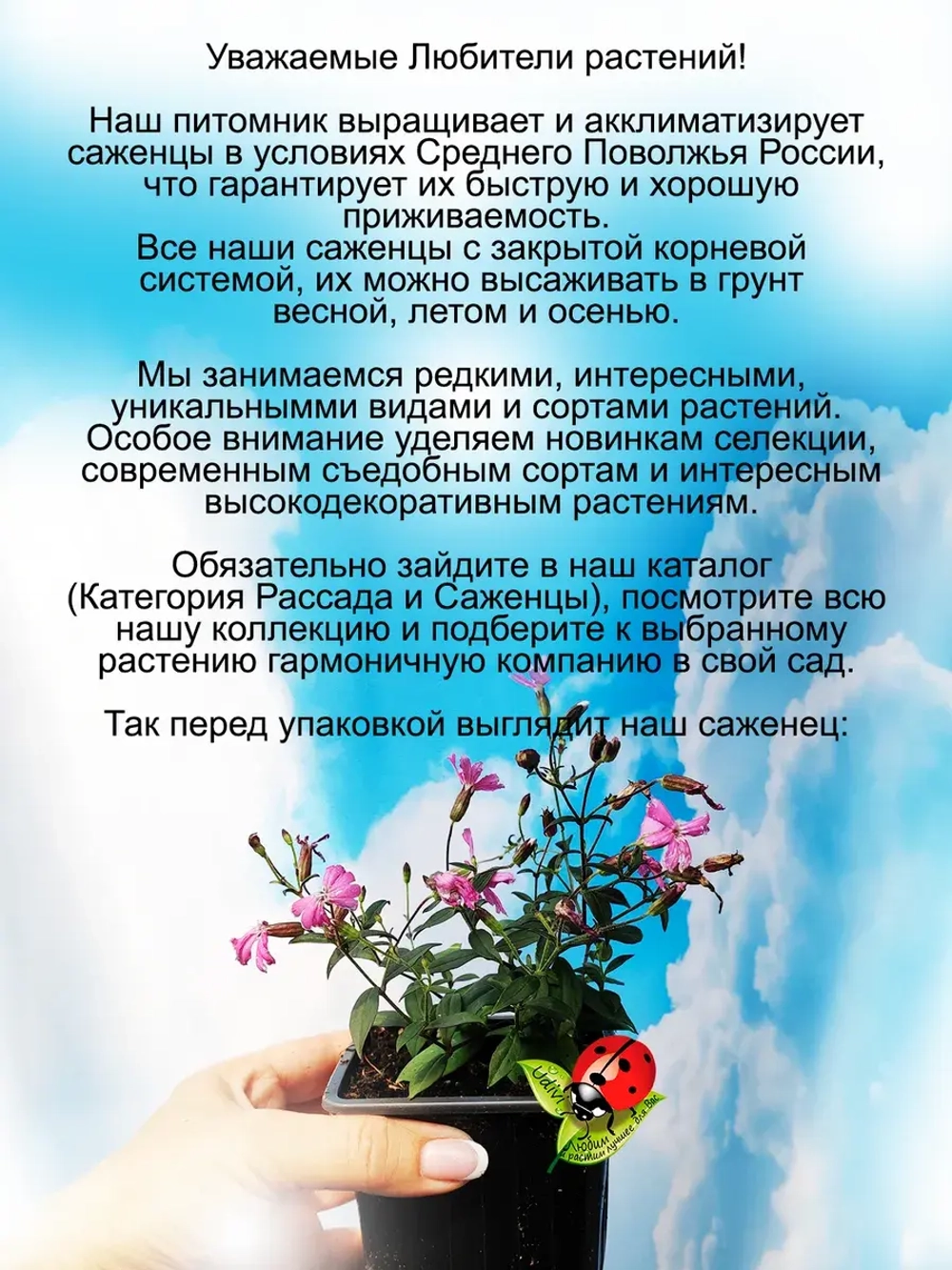 Смолевка Силки Пинк ампельная