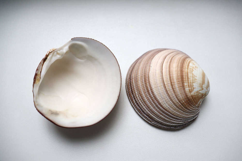 Ракушки для свечей из ракушек