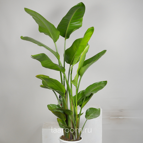 Стрелиция Николая 22/155