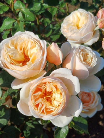 Роза Александрин