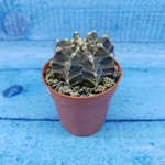 Gymnocalycium Friedrichii (Гимнокалициум)