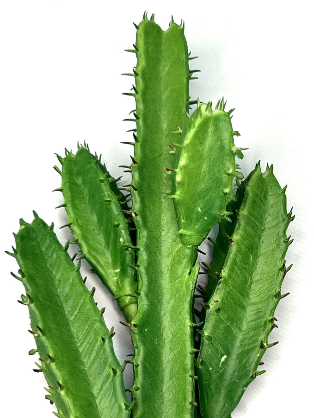 Суккулент 120