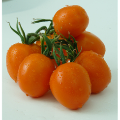 Фанто F1 семена томата индетерминантного (Гавриш)