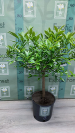 Lemonquat