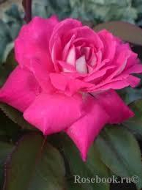 Роза Акапелла (Acapella)