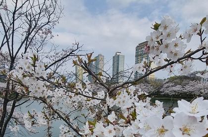 Авторский тур "В погоне за Сакурой 2026"