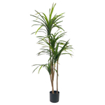 Драцена маргината 165 см.