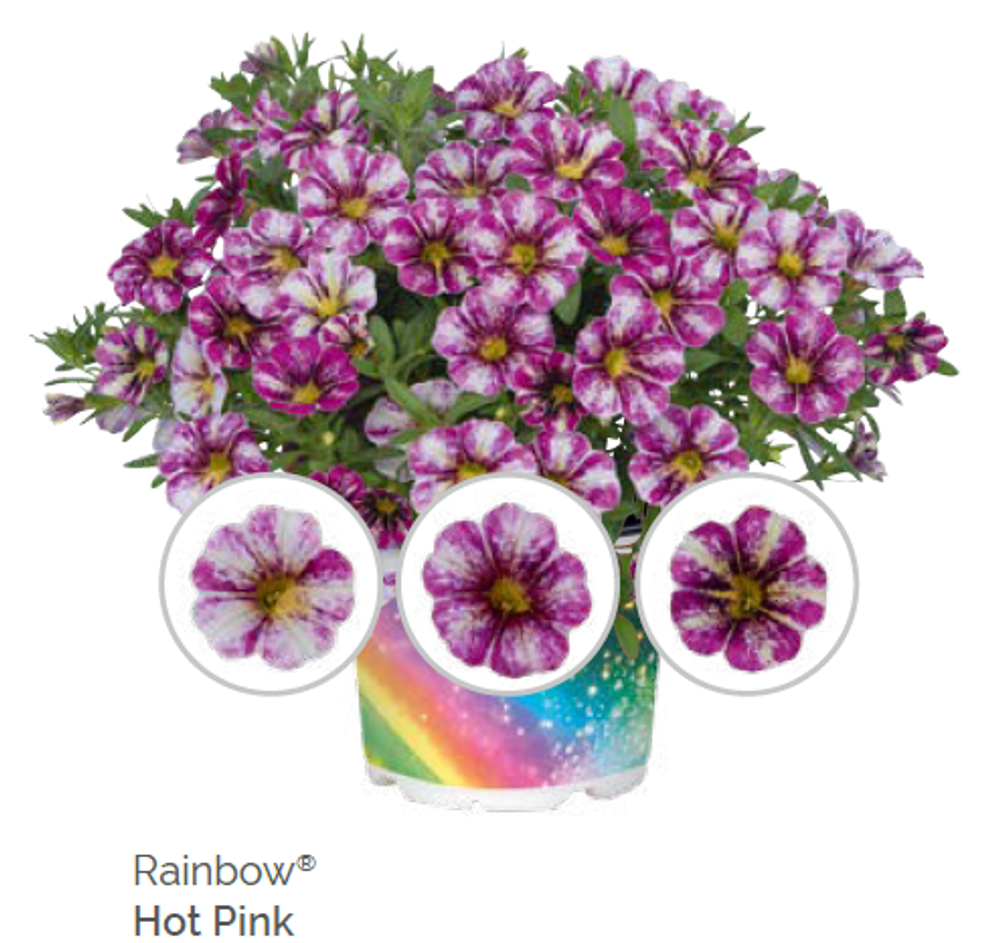Калибрахоа Rainbow Hot Pink укорененный черенок ОКС конец ноября