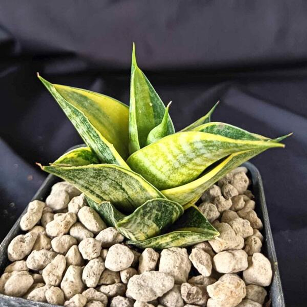 Сансевиерия SINDORO VAR