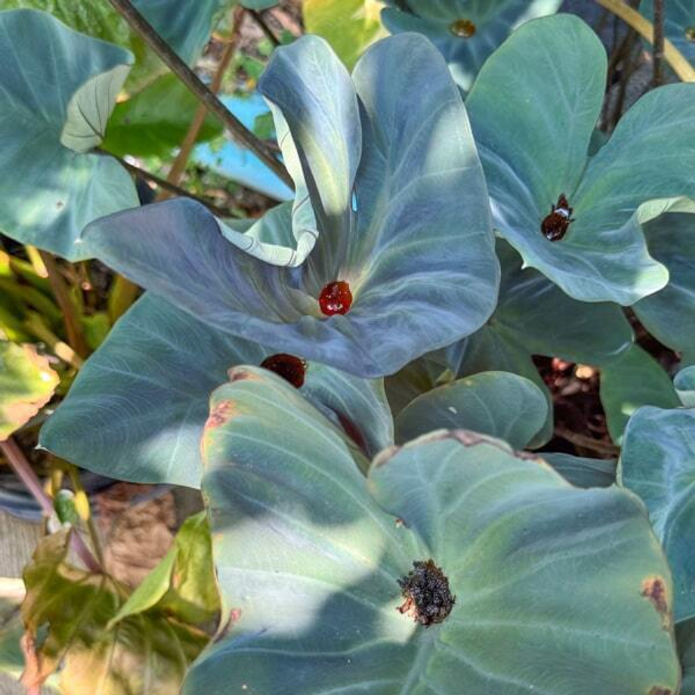 Колоказия KOPIKA