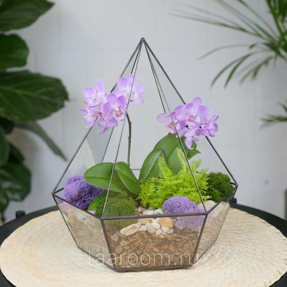 Готовый флорариум с сиреневой орхидеей Алмаз