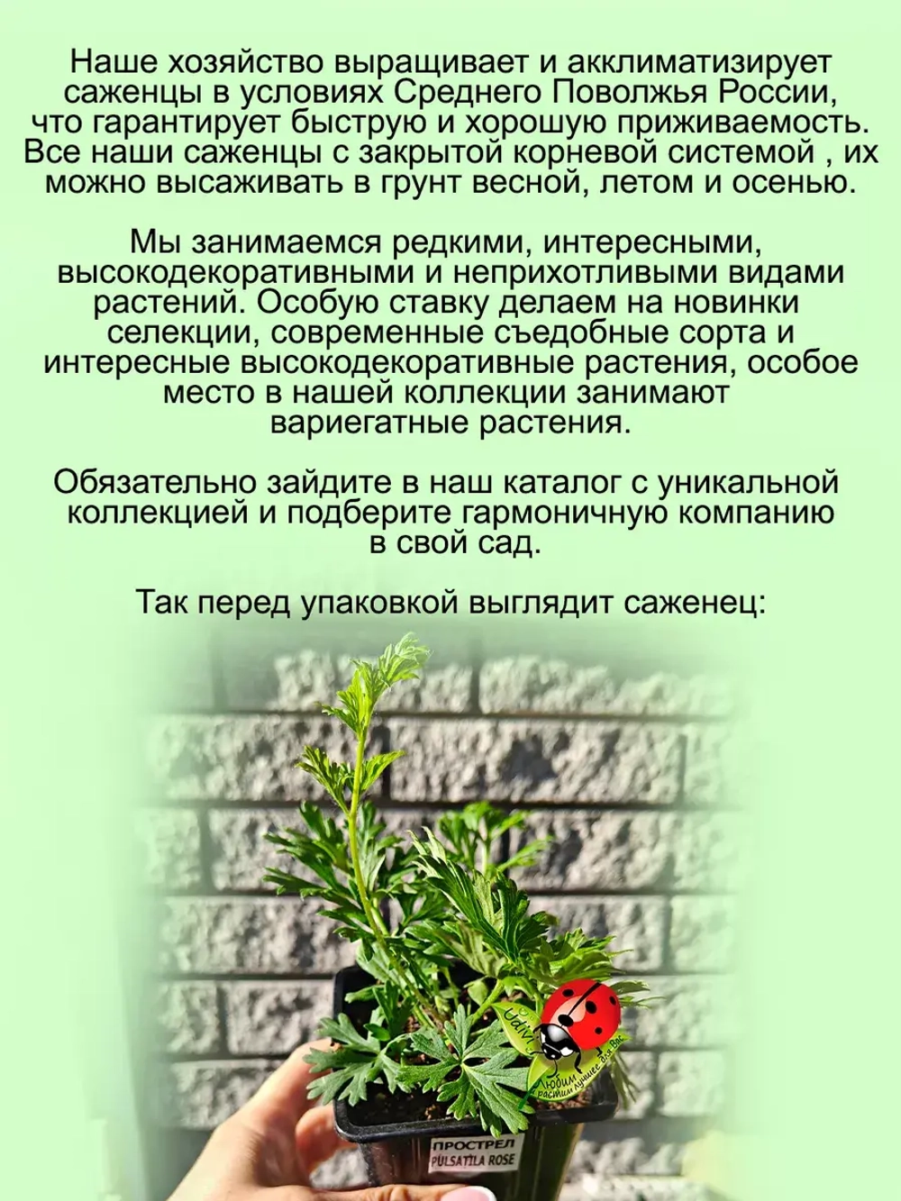 Подснежник Прострел Синий первоцвет