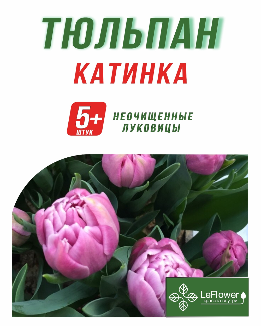 Тюльпан Луковица, Катинка, 5+шт