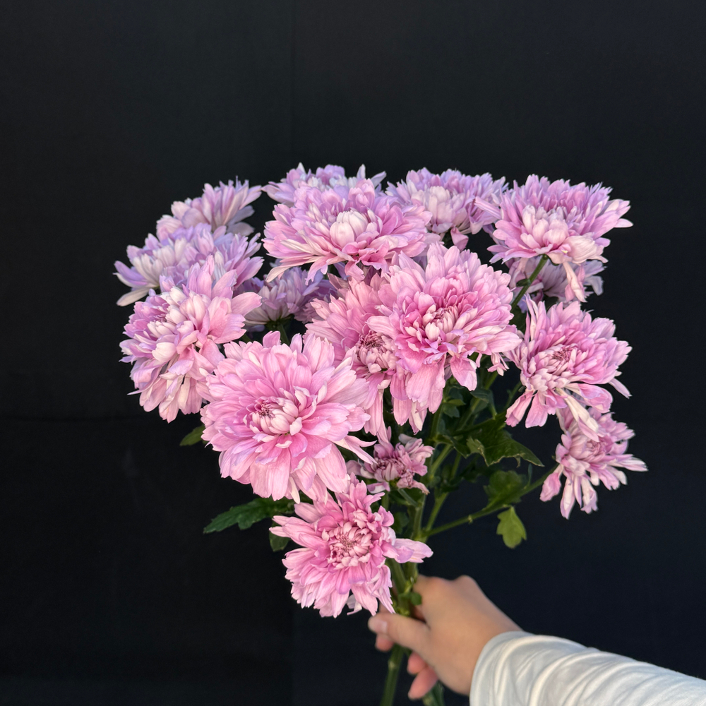 Хризантема кустовая Сиреневая / 1 шт