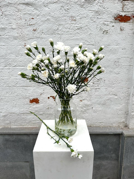 Кустовые гвоздики