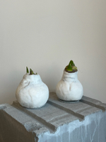 Амариллис луковица - цвет белый