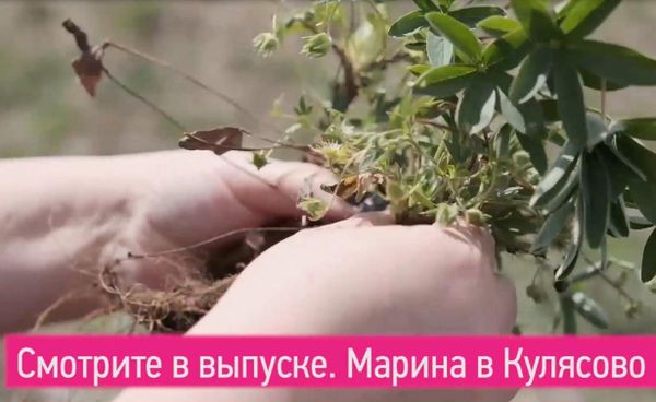Марина Богомолова узнала, откуда берется растительный препарат для похудения Кило-Лайт