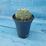 Astrophytum Asterias (Астрофитум)