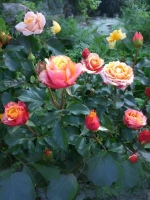 Роза чайно-гибридная Черри Бренди