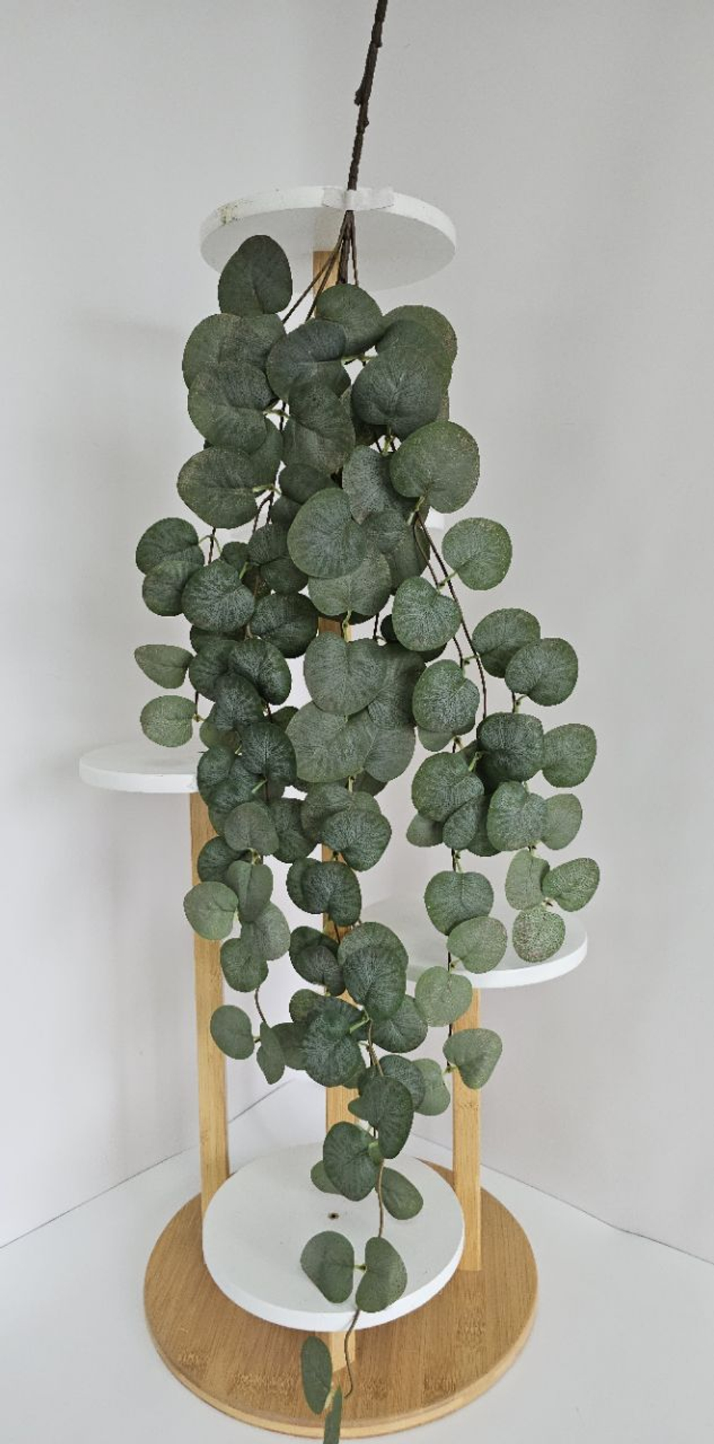 Эвкалипт ампельный / Арт 4422