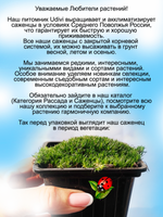 Мшанка Изумруд почвопокровный мох