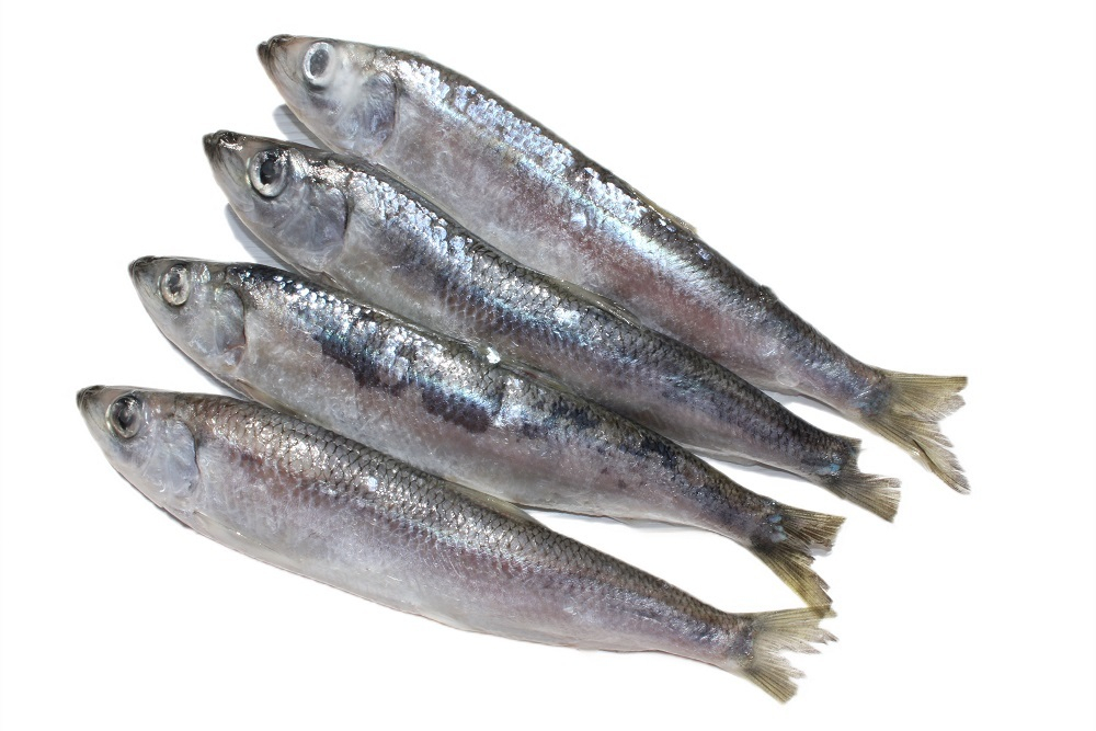 Салака с/м IQF "Вкус моря" 1/15кг