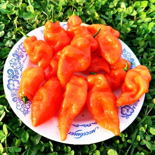 Сладкий Перец Хабанеро Хабанада - Pepper Sweet Habanero Habanada