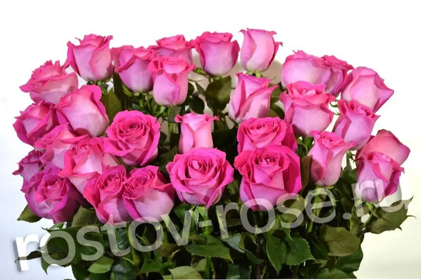 Букет из Голландских розовых роз, сорт Топаз